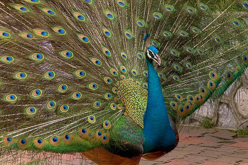 ගොනුව:Peacock02.jpg