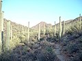 800px-Saguaro Forest - Tucson Arizona - Relic38.jpg