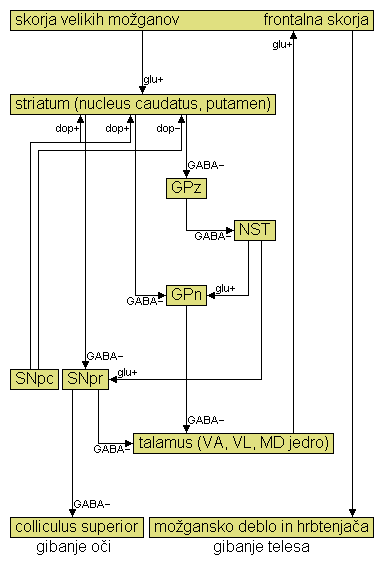 Slika:Shema normalnega delovanja bazalnih ganglijev.PNG