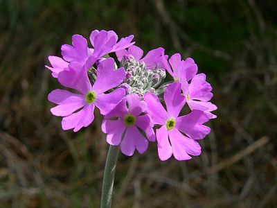 Slika:Primula farinosa Šobec.JPG