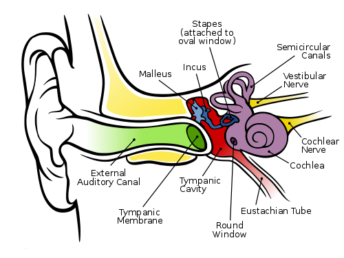 Skeda:Anatomia e veshit te njeriut.png