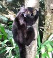 Skeda:Lemur7.jpg
