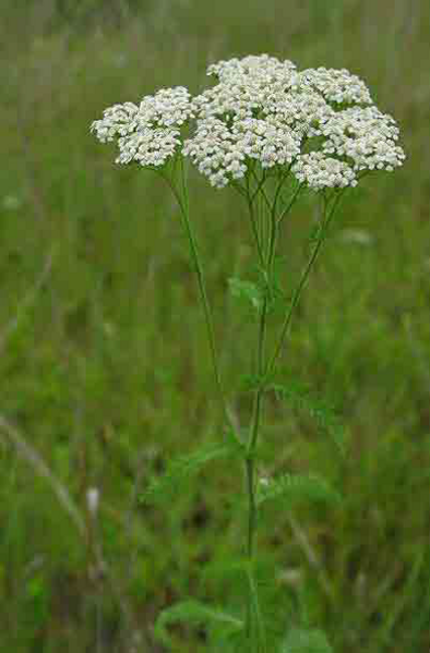 Skeda:Achillea.png