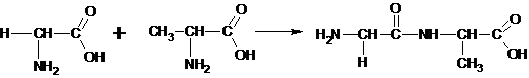 Датотека:Peptidna veza.png