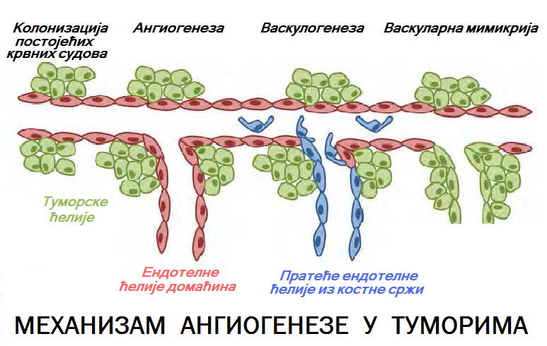 Датотека:Angiogeneza tumora.jpg