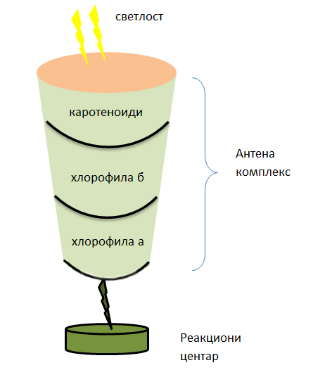 Датотека:Fotosinteski pigmenti 001.jpg