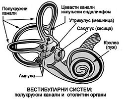 Vestibular organs- canals, otolith, cochlea.srpski-1.JPG