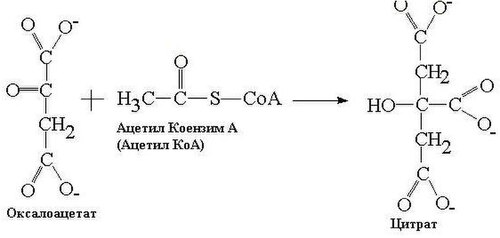 Ацетил сайт. Ацетил КОА В цитрат. Оксалоацетат ацетил-КОА цитрат. Ацетил КОА оксалоацетат реакция. Ацетат в ацетил КОА.