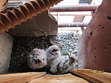 Обична ветрушка, гнездо са соколићима и мишом који им је „мајка“ донела за исхрану, снимљено 21.07.2017. г. на једној тераси у Нишу