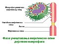 Минијатура за верзију на дан 12:50, 13. мај 2010.