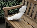 Бели папагај из рода Какаду, white cockatoo , umbrella cockatoo , (Cacatua alba) , Парк краљице Елизабете, Ванкувер