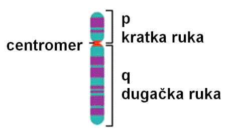 Lokus (genetika)