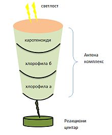 Шема преноса светлосне енергије од каротеноида до реакционих центара фотосинтезе.