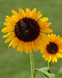 Soraya sunflower.jpg