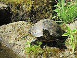 Kornjača, Vandusenova botanička bašta Vankuver