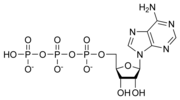 Gambar mini seharga Adénosin trifosfat