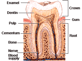 Faili:Tooth-anatomy.gif