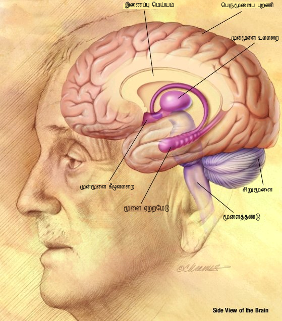 Brain Diagram With Parts In Tamil ~ DIAGRAM