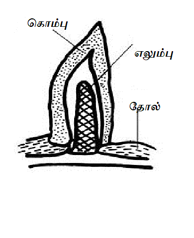 படிமம்:Horn.png