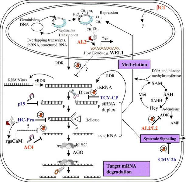 படிமம்:Methylation.jpg