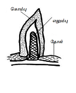 உயிரியல் கொம்பு