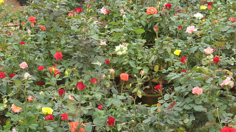 దస్త్రం:Rose flower plants.JPG