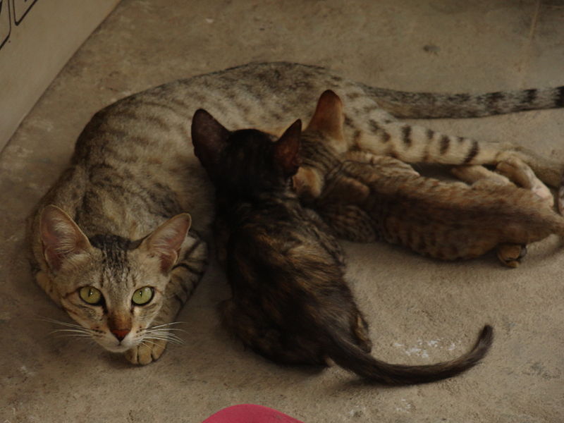 దస్త్రం:Cat and kittens.JPG