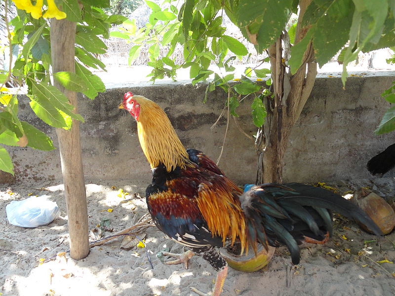 దస్త్రం:Yellow cock..JPG