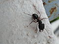 Ant (Ganducheema).JPG