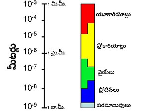 బాక్టీరియా