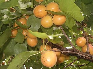 Zardolu apricot isfara.jpg