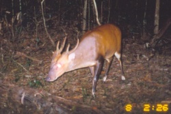 ไฟล์:Large antlered muntjac.jpg