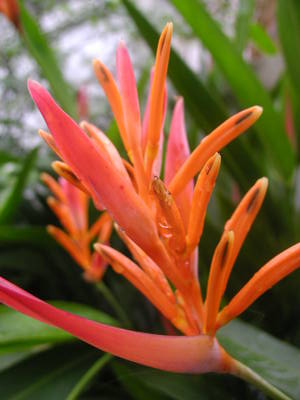 ไฟล์:Heliconia4.jpg