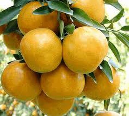ไฟล์:ส้มสายน้ำผึ้งฝาง.jpg