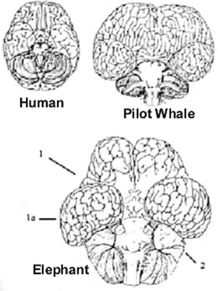 ไฟล์:Ele-brain.png