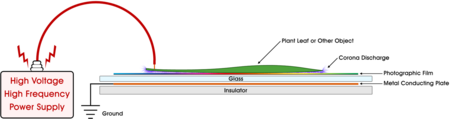 ไฟล์:ภาพถ่ายเคอร์เลียนแบบภาคตัดขวาง.png