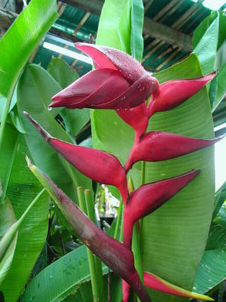 ไฟล์:Heliconia3.jpg