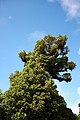 Schima wallichii (tree).JPG