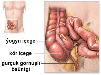 Köriçege