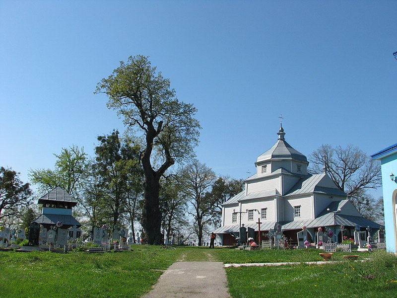 Файл:Дуб в селі Вікторів.jpeg