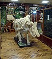 Скелет носорога
