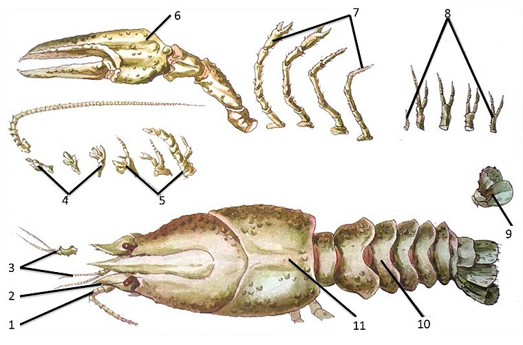 Хитиновый скелет. Членистоногие членистые конечности. Строение членистоногих ракообразные. Десятиногие ракообразные строение. Ракообразные строение мандибулы.
