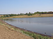 Водоплаваючі птахи на ставку