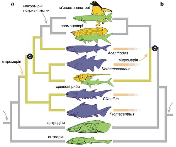Между какими рыба. Эволюционное Древо рыб. Филогенетическое Древо рыб. Схема развития костных рыб. Эволюция костных рыб.