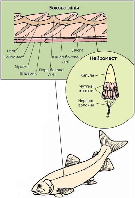 Функция органа боковой линии