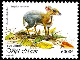 Tragulus versicolor на поштовій марці В'єтнаму
