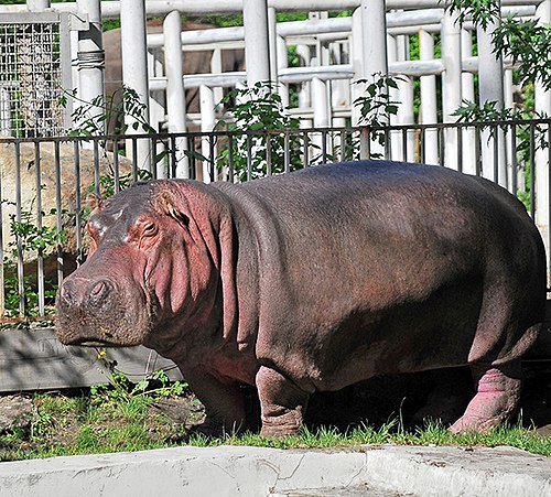 Самый тяжелый бегемот