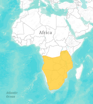 Мапа поширення виду Hystrix africaeaustralis