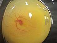 Цикл: інкубаційний період курячого яйця, 21 доба. На 4-ту добу на жовтку стають помітнішими утворені кровоносні судини.