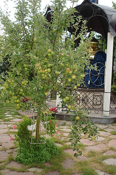 Файл:Свято-Введенський монастир (Чернівці)-9.jpg